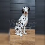 Скульптура анималистическая Собака/Далматин 8